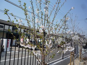 サワダ製作所の桜