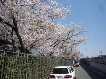 尼崎次屋の桜並木
