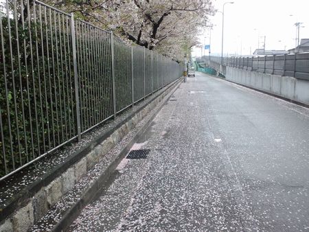 尼崎浄水場の桜並木（３）